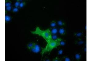 Anti-L1CAM mouse monoclonal antibody (ABIN2453224) immunofluorescent staining of COS7 cells transiently transfected by pCMV6-ENTRY L1CAM (RC211601). (L1CAM anticorps)