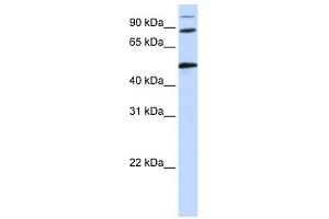 COG4 antibody used at 1 ug/ml to detect target protein. (COG4 anticorps  (Middle Region))