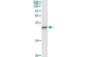Immunoprecipitation of EXOSC3 transfected lysate using anti-EXOSC3 monoclonal antibody and Protein A Magnetic Bead , and immunoblotted with EXOSC3 monoclonal antibody.