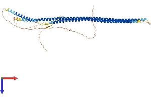 AlphaFold protein structure predicition of Human Recombinant KRT26 Protein, UniprotID Q7Z3Y9