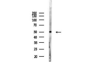 Western blot analysis of lysates from Rat liver, using Phospho-RUNX1 / AML1 (Ser276) Antibody at 1/1000 dilution.