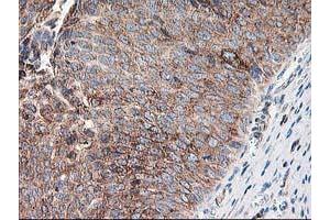 Image no. 9 for anti-Ribophorin 1 (RPN1) antibody (ABIN1500748) (RPN1 anticorps)