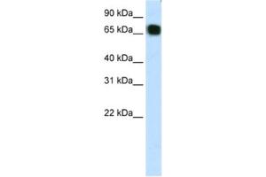 Western Blotting (WB) image for anti-Zinc Finger Protein 64 (ZFP64) antibody (ABIN2461889) (ZFP64 anticorps)