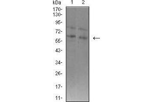 Western blot analysis using ASH2L mouse mAb against K562 (1) and F9 (2) cell lysate.