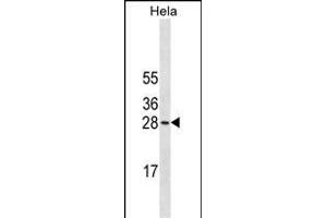 COMT Antibody (N-term)(Ascites) ABIN1882224 western blot analysis in Hela cell line lysates (35 μg/lane). (COMT anticorps  (N-Term))