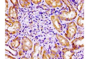 Immunohistochemistry of paraffin-embedded human kidney tissue using ABIN7152944 at dilution of 1:100