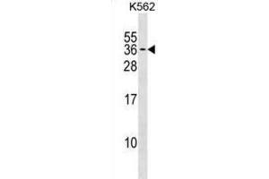 Western Blotting (WB) image for anti-Polyamine Modulated Factor 1 (PMF1) antibody (ABIN3000838) (PMF1 anticorps)