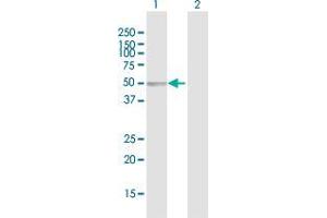 Western Blot analysis of SERPINA6 expression in transfected 293T cell line by SERPINA6 MaxPab polyclonal antibody.