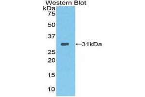 Western Blotting (WB) image for anti-Protease, serine, 12 (Neurotrypsin, Motopsin) (PRSS12) (AA 153-399) antibody (ABIN3206721)