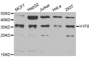 Western blot analysis of extracts of various cell lines, using H1F0 antibody (ABIN2562981) at 1:1000 dilution. (Histone H1 anticorps)