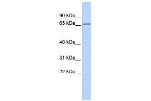 KCNG1 antibody used at 1 ug/ml to detect target protein.
