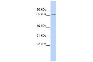 KCNG1 antibody used at 1 ug/ml to detect target protein.