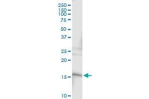 Immunoprecipitation of SRP19 transfected lysate using anti-SRP19 MaxPab rabbit polyclonal antibody and Protein A Magnetic Bead , and immunoblotted with SRP19 MaxPab mouse polyclonal antibody (B01) .