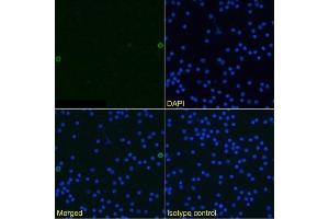 Immunofluorescence staining of mouse splenocytes using anti-TWEAK antibody MTW-1. (Recombinant TWEAK anticorps)