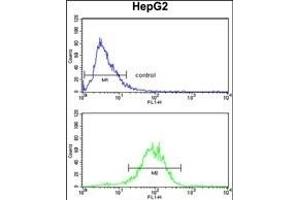 ENOB Antibody (Center) (ABIN1882078 and ABIN2839500) flow cytometry analysis of HepG2 cells (bottom histogram) compared to a negative control cell (top histogram).