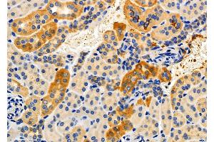 ABIN6256906 and ABIN6274857 at 1/100 staining Mouse kidney tissue by IHC-P. (Apolipoprotein L 2 anticorps  (C-Term))