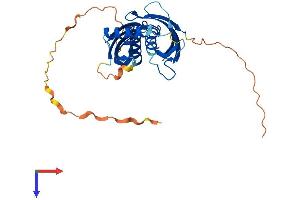 AlphaFold protein structure predicition of Human Recombinant RARRES1 Protein, UniprotID P49788