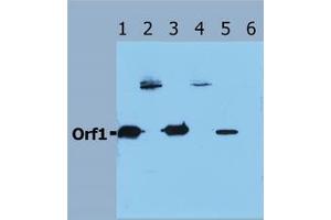 Image no. 1 for anti-Orf1 antibody (ABIN238346) (Orf1 anticorps)