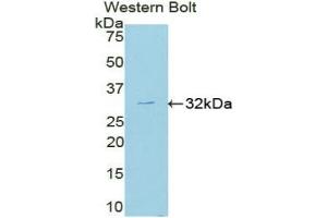 Detection of Recombinant MAPK8, Mouse using Polyclonal Antibody to c-Jun N-terminal Kinase 1 (JNK1) (C-Jun N-Terminal Kinases (AA 138-382) anticorps)