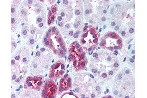 Anti-DUT antibody IHC of human kidney. (Deoxyuridine Triphosphatase (DUT) (AA 1-52) anticorps)