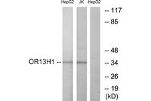 Western Blotting (WB) image for anti-Olfactory Receptor, Family 13, Subfamily H, Member 1 (OR13H1) (AA 241-290) antibody (ABIN2890968) (OR13H1 anticorps  (AA 241-290))