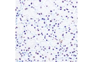 Immunohistochemistry of paraffin-embedded rat pancreas using NELFE Rabbit pAb (ABIN6127278, ABIN6144526, ABIN6144528 and ABIN6220173) at dilution of 1:100 (40x lens). (RDBP anticorps  (AA 1-280))