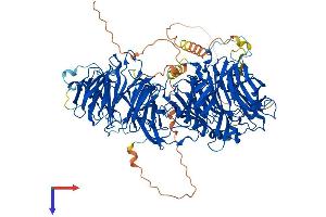 AlphaFold protein structure predicition of Human Recombinant LLGL2 Protein, UniprotID Q6P1M3