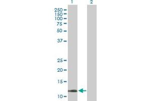 Western Blot analysis of COX5B expression in transfected 293T cell line by COX5B MaxPab polyclonal antibody.
