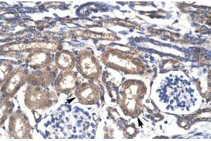 Immunohistochemical staining (Formalin-fixed paraffin-embedded sections) of human kidney with KLF8 polyclonal antibody . (KLF8 anticorps  (AA 89-138))