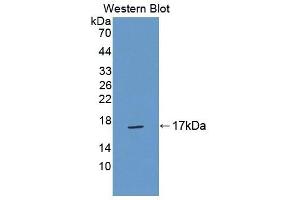 Detection of Recombinant TNP2, Mouse using Polyclonal Antibody to Transition Protein 2 (TNP2) (TNP2 anticorps  (AA 1-117))