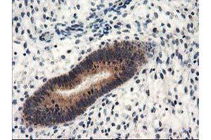 Image no. 4 for anti-N-Acyl Phosphatidylethanolamine phospholipase D (NAPEPLD) antibody (ABIN1499643)