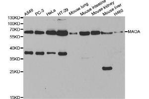 Western blot analysis of extracts of various cell lines, using MAOA antibody. (Monoamine Oxidase A anticorps  (AA 1-260))