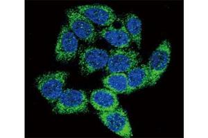 Confocal immunofluorescent analysis of AHR antibody with HeLa cells followed by Alexa Fluor 488-conjugated goat anti-rabbit lgG (green).