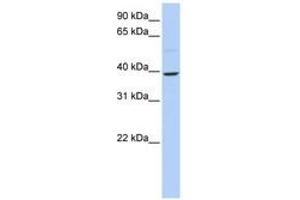 Image no. 1 for anti-Kruppel-Like Factor 12 (KLF12) (N-Term) antibody (ABIN6740566) (KLF12 anticorps  (N-Term))