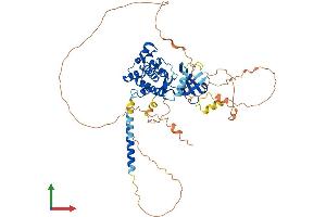 AlphaFold protein structure predicition of Human Recombinant WEE2 Protein, UniprotID P0C1S8