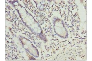 Immunohistochemistry of paraffin-embedded human small intestine tissue using ABIN7164610 at dilution of 1:100 (OSGEP anticorps  (AA 1-335))