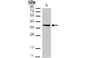 WB Image Sample(30 μg of whole cell lysate) A:293T 12% SDS PAGE antibody diluted at 1:1000 (MDH2 anticorps)