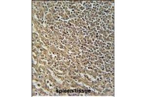 RASAL3 Antibody (C-term) (ABIN654555 and ABIN2844262) immunohistochemistry analysis in formalin fixed and paraffin embedded human spleen tissue followed by peroxidase conjugation of the secondary antibody and DAB staining. (RASAL3 anticorps  (C-Term))
