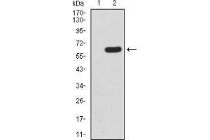 Western blot analysis using HOXA9 mAb against HEK293 (1) and HOXA9 (AA: 1-272)-hIgGFc transfected HEK293 (2) cell lysate. (HOXA9 anticorps  (AA 1-272))