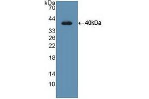 Figure. (UNG anticorps  (AA 1-313))