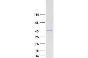 Validation with Western Blot