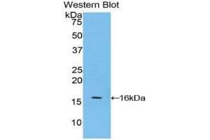 Detection of Recombinant APOA4, Mouse using Polyclonal Antibody to Apolipoprotein A4 (APOA4) (APOA4 anticorps  (AA 299-369))