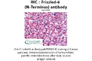Image no. 1 for anti-Frizzled Family Receptor 6 (FZD6) (Extracellular Domain), (N-Term) antibody (ABIN1734470) (FZD6 anticorps  (Extracellular Domain, N-Term))