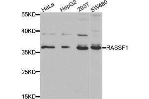 Western blot analysis of extracts of various cell lines, using RASSF1 antibody. (RASSF1 anticorps)