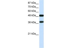 Western Blotting (WB) image for anti-POU Class 3 Homeobox 2 (POU3F2) antibody (ABIN2463834) (POU3F2 anticorps)