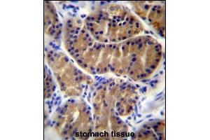 IL17B Antibody (Center) (ABIN655941 and ABIN2845330) immunohistochemistry analysis in formalin fixed and paraffin embedded human stomach tissue followed by peroxidase conjugation of the secondary antibody and DAB staining.