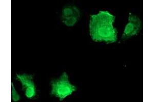 Anti-CDKN3 mouse monoclonal antibody (ABIN2455062) immunofluorescent staining of COS7 cells transiently transfected by pCMV6-ENTRY CDKN3 (RC213080). (CDKN3 anticorps)