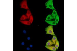 ABIN7093138 and ABIN7100420 staining Hela cells by IF/ICC. (FAM35A/B anticorps)
