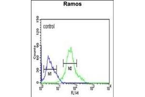 GBAS Antibody (Center) (ABIN652238 and ABIN2840994) flow cytometric analysis of Ramos cells (right histogram) compared to a negative control cell (left histogram).