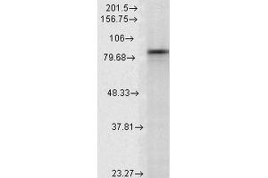 Western Blot analysis of Rat Lysates showing detection of Hsp90 alpha protein using Mouse Anti-Hsp90 alpha Monoclonal Antibody, Clone K41009 . (HSP90AA2 anticorps  (AA 604-731) (Atto 390))
